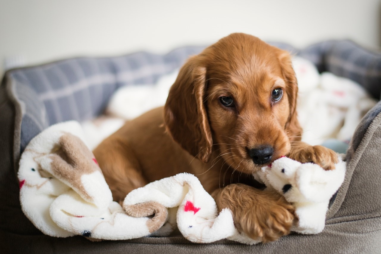 Dog stock image